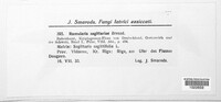 Ramularia sagittariae image